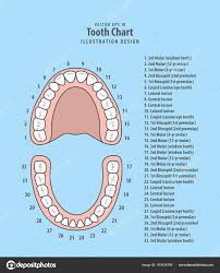 pmages teeth with numbers tooth chart with number