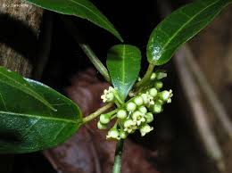 Image result for Marsdenia dregea