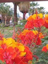 Maybe you would like to learn more about one of these? Palm Springs Desert Flowers Desert Flowers Desert Plants Plants