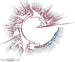 Image result for Ipomoea fulvicaulis