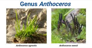 Image result for Disperis anthoceros