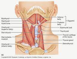 Methode Rolf D Integration Structurale Avancee A Paris Accueil Muscle Anatomy Neck Muscle Anatomy Skeletal Muscle