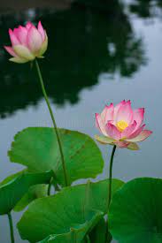 What do flowers symbolize in the bible? Lotus Flowers Symbolizing Growth And New Beginnings Stock Image Image Of Flower Lillies 112630023