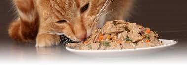 Can cats eat raisins and is this a healthy treat for your kitten same as it is for humans? 5 Dangerous Foods You Should Avoid Giving Your Cat Hill S Pet