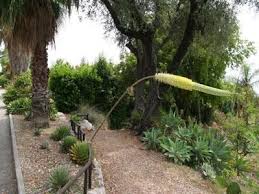 Le jardin botanique de metz est un héritage de l'activité scientifique et naturaliste messine. Jardin Botanique De Nice Comite Des Parcs Et Jardins De France