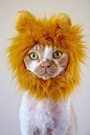 devon rex heartly wearing a lion cat hat devon rex cats pet costumes animals friends