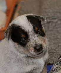 Ban Free-to-good-home Ads On Craigslist Heeler Puppies Animals Blue Heeler