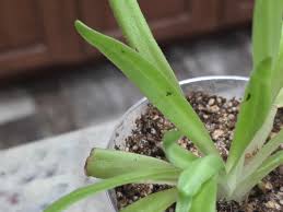 Image result for Zehneria parvifolia