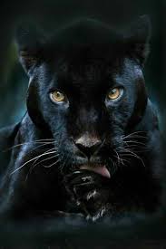 Pin By Nancy Lemon On Felin Sauvage Animals Beautiful Wild Cats Big Cats
