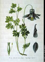 Download Comp Image Age Fotostock Botanical Drawings Botanical Illustration Botanical Art