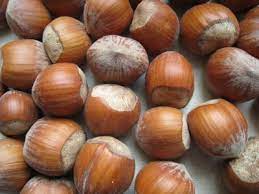 Check spelling or type a new query. Nuove Varieta Di Nocciolo Per Una Moderna Corilicoltura