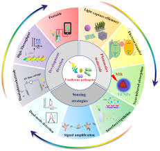 Frontiers | Recent advances in foodborne pathogen detection using  photoelectrochemical biosensors: from photoactive material to sensing  strategy