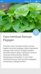 Daun kaki kuda alias pegagan atau centella asiatica. Manfaat Daun Pegagan For Android Apk Download