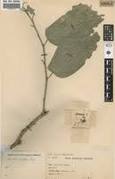 Image result for Strombosia scheffleri