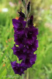 Maybe you would like to learn more about one of these? Plant Summer Flowering Bulbs For An Outstanding Display This Year Hogyan Keszitsek