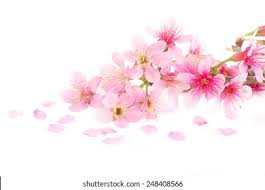 Pink flower white frame background free vector 69 352 for commercial use format ai eps cdr svg ilration graphic art design. Pink Cherry Blossom Sakura Flowers Isolated Stock Photo Edit Now 248408566