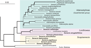 Image result for Senecio strictifolius
