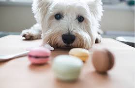 Mon Chien A Mange Du Chocolat Que Faire