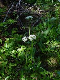 Image result for Valeriana
