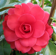Rosy Red Camellia 2 Pretty Flowers Beautiful Flowers Pink Flowers