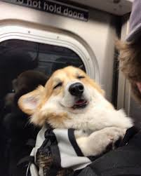 People Say Nothing Is Impossible But I Do Nothing Everyday Christopherrobin Winniethepooh Barked Cute Funny Animals Cute Baby Animals Cute Animals