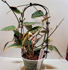 Image result for Carvalhoa macrophylla