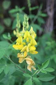 Image result for Crotalaria oocarpa