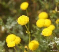 Image result for Pentzia incana