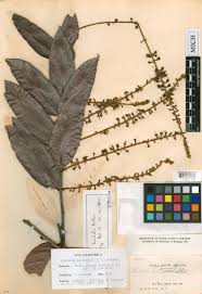 Image result for Hirtella zanzibarica