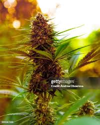 Image result for Cannabaceae