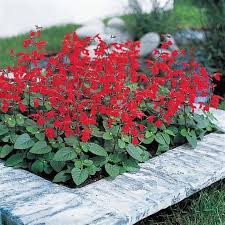 Image result for Salvia coccinea