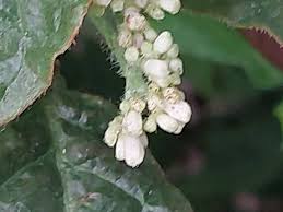 Image result for Psychotria palustris