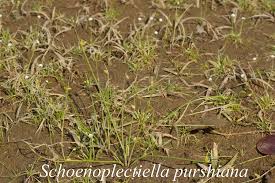 Image result for Schoenoplectiella