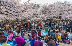 Cherry Blossom Festival Japan Most Sakura Parks In Kyoto Get Very Crowded During The Cherry Blossom Season With Touris Cherry Blossom Japan Japan Tokyo Japan