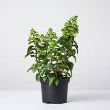 Image result for Gaertnera paniculata