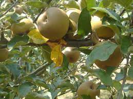Buy lemon & fruit trees online from online plants melbourne. Magnus Fruit Trees Fruit Trees
