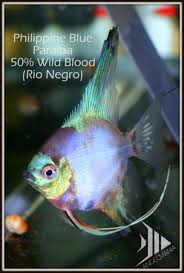 Pin On Aquariums