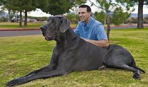 Giant George Worlds Biggest Dog Worlds Largest Dog Big Dogs