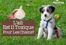 L Ail Est Il Toxique Pour Les Chiens Altudog