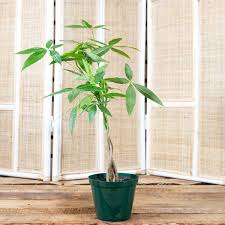 The money tree plant, also known as pachira aquatica, is. Money Tree Plant Pachira Aquatica 15cm