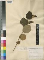 Image result for Grewia herbacea