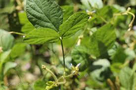 Image result for Calopogonium mucunoides