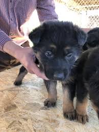 Confident german shepherds also learn commands faster than other breeds. German Shepherd Puppies For Sale Pembroke Nc 285740