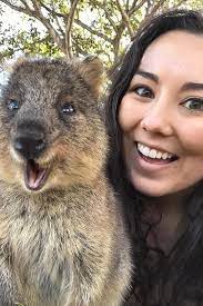 This Australian Island Is Filled With Friendly Quokkas And You Can Take Pictures With Them Quokka Animals Cute Pomeranian