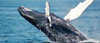 Blue whale vs humpback whale fight comparison. Have We Saved The Whale Yes And No World Economic Forum