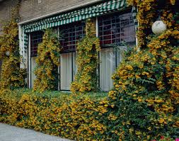 Image result for Pyracantha coccinea golden charmer