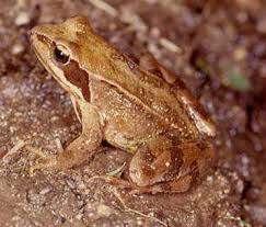 Amphibians and earthworms both have skin which is permeable to gases. The Open Door Web Site Biology Animals Which Breathe Through Their Skin