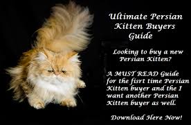 Rehome buy and sell, and give an animal a forever home with preloved! Persian Cat History Origin Of The Persian Cat Cats Of Persia