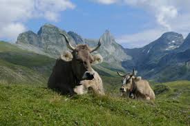 Learn how to create your own. Alpsommer Glattalp Blog Luzern Vierwaldstattersee