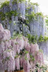 The Kimono Gallery Beautiful Flowers Purple Flowers Plants